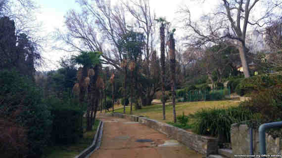 В Алупкинском парке, который располагается вокруг Воронцовского дворца на Южном берегу Крыма, погибли старейшие китайские веерные пальмы