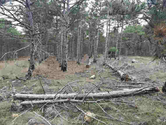 В севастопольских лесах и лесопосадках последние 10 лет сосны гибнут больше обычного