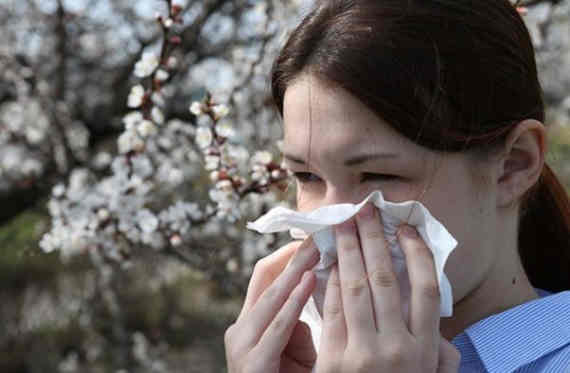 сезон поллиноза - аллергического заболевания слизистых оболочек, вызванного пыльцой растений