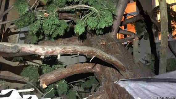 В Ялте на улице Пальмиро Тальятти на двухэтажный дом рухнуло дерево в результате ураганного ветра