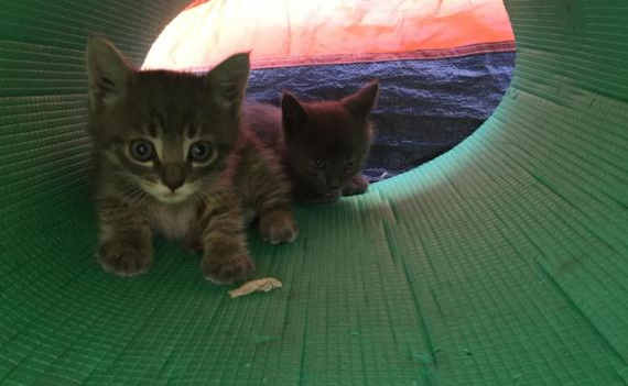 Под капотом автомобиля жители полуострова обнаружили двух котят, которые проехали с ними из Севастополя в Феодосию
