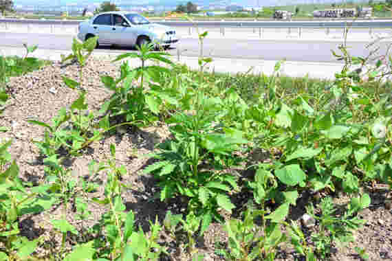 Крымчане обнаружили кусты нарскосодержащего растения в двух километрах от Симферополя у обочины недавно сданной в эксплуатацию автотрассы.