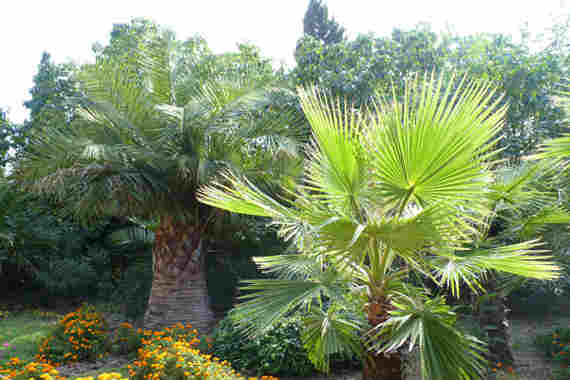 пальмы Никитского ботанического сада 