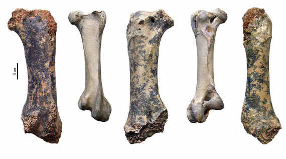 часть костей, обнаруженных при обследовании недавно открытой пещеры Таврида, принадлежит вымершей нелетающей птице - Pachystruthio dmanisensis