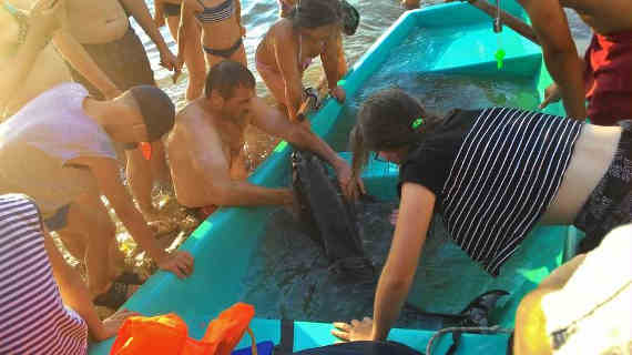 На пляже в Севастополе спасали дельфина с пробитой головой