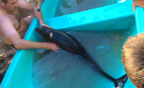Несколько десятков отдыхающих стали свидетелями попытки спасти ослабленного дельфина с пробитой головой, плавающего 21 июля у пляжа «Адмиральская лагуна» в Севастополе
