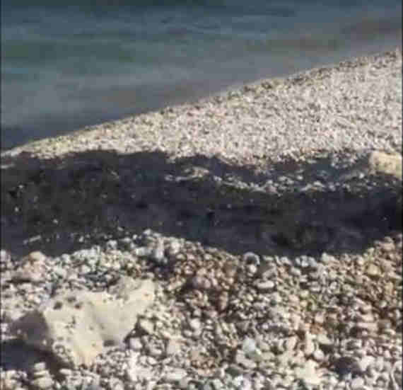 Крымские отдыхающие выложили в сеть ролик, где на видео запечатлена труба, из которой прямо посреди пляжа в Коктебеле из трубы вытекает черный поток нечистот прямо в море.