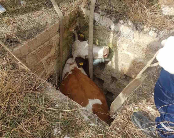 Спасатели вытащили из ямы корову, упавшую на территории кооператива "Сосновый бор" в Евпатори