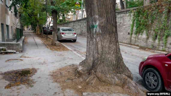 4 октября строители начали снос деревьев софоры. На этом участке дороги запланировали снести около тридцати деревьев