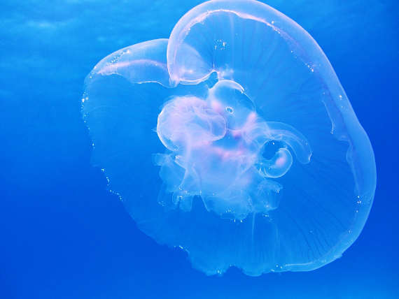 аурелии, или ушастые медузы