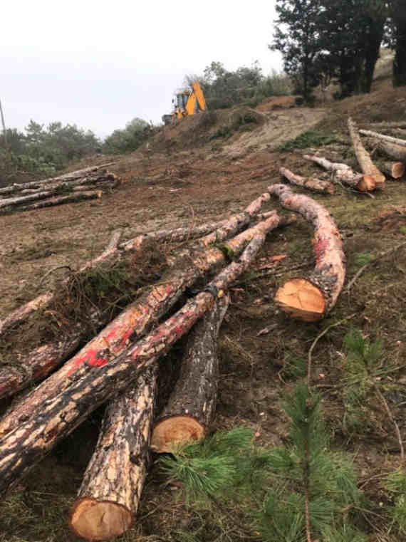Вырубленные в Балаклаве на улице Склонной сосны Палласа компенсируют посадкой 314 новых деревьев.