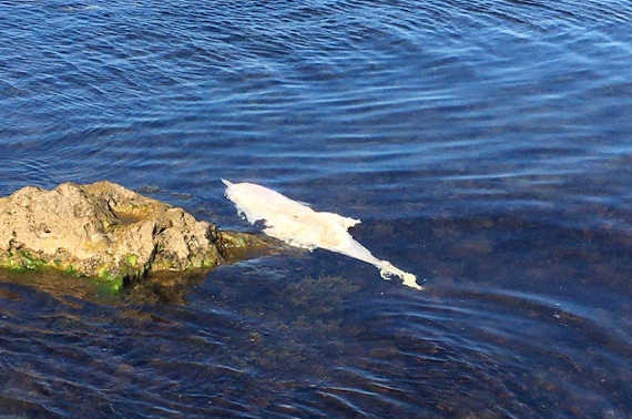 Мёртвый дельфин замечен в севастопольской бухте Омега