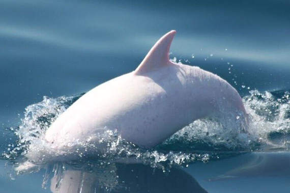 Дельфин-альбинос
