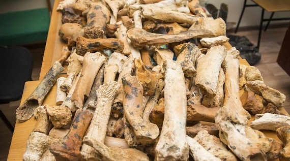 Ученые обнаружили в пещере Таврида кости древнего двурогого носорога