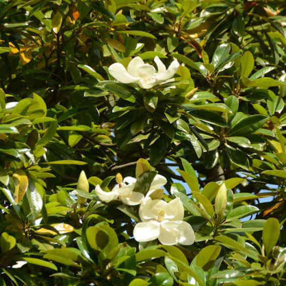 магнолия крупноцветковая (Magnolia grandiflora L.)