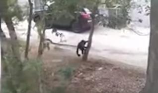 По улицам Севастополя разгуливает обезьяна