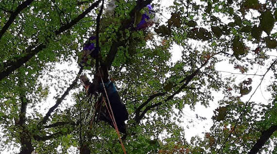 Парапланерист застрял в кронах деревьев на высоте 10 метров