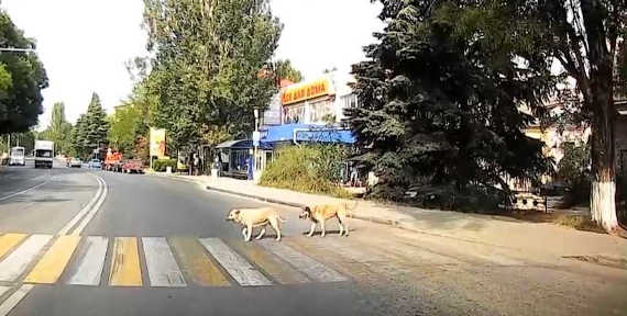 пара собак на пешеходном переходе 