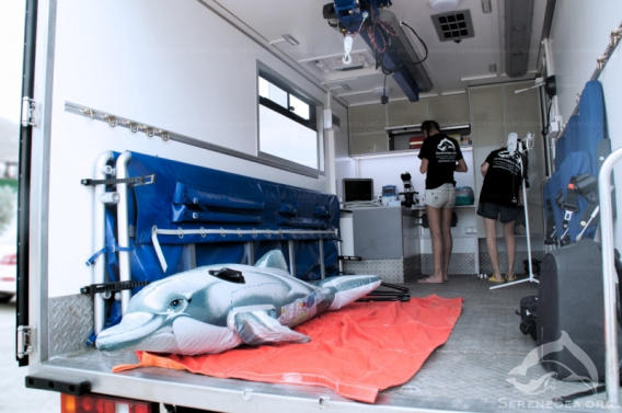 В Крыму создана «скорая помощь» для дельфинов