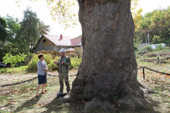 Специалисты Центра древесных экспертиз совместно с Севприроднадзором обследовали старинный платан в районе Терновки. Возраст дерева составляет порядка 250 лет