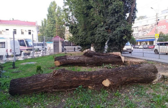В районе автовокзала в Севастополе накануне снесли два взрослых тополя. Деревья, произраставшие на газоне между парковкой рейсовых автобусов и проезжей частью