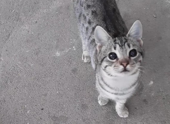 Необычного кота обнаружили севастопольцы в одном из дворов Стрелецкой бухты города. Его глаза абсолютно черные. 