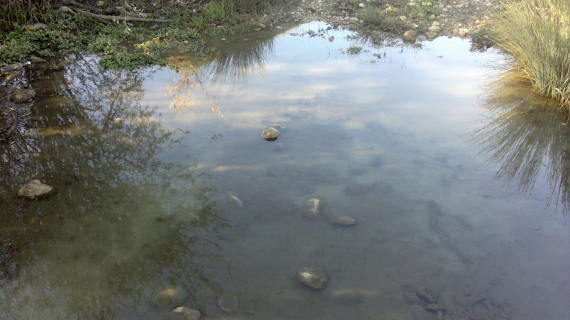 В Чернореченском водохранилище под Севастополем обнаружили слив канализационных нечистот