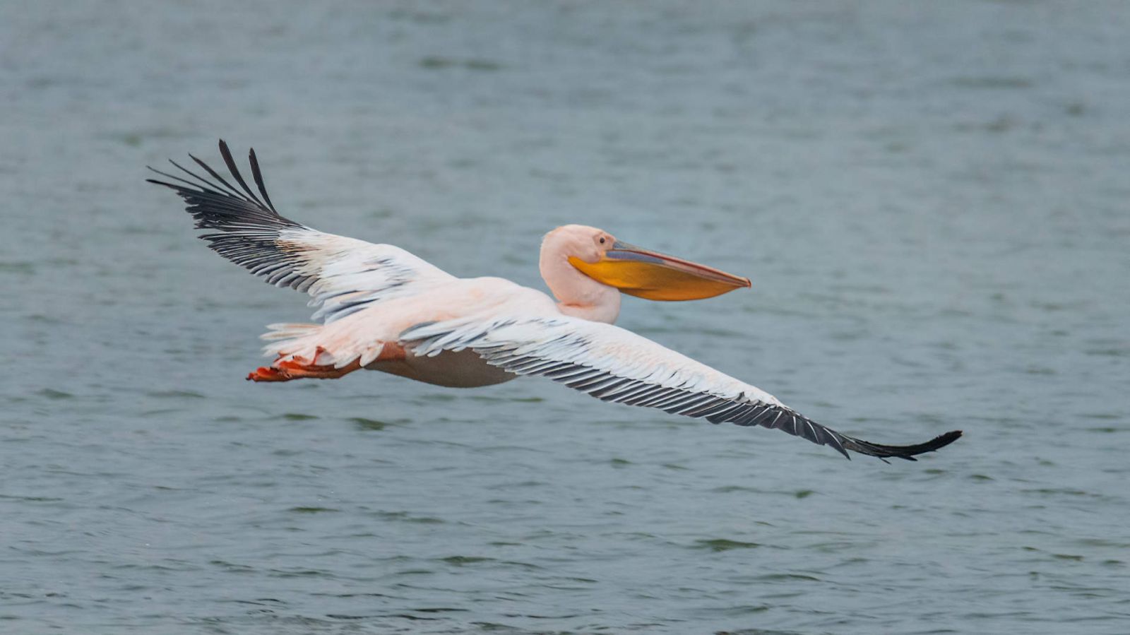 Розовый пеликан в Крыму
