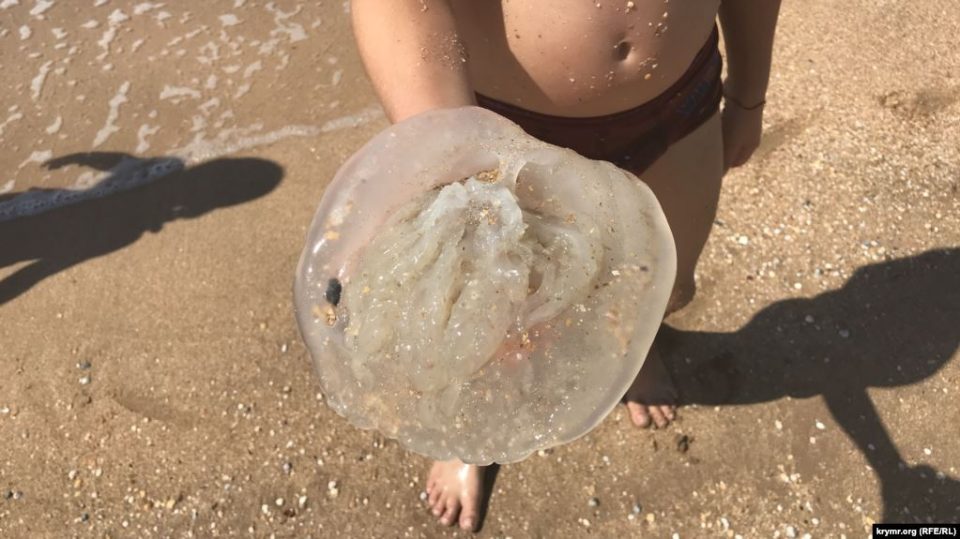 медуза в Азовском море
