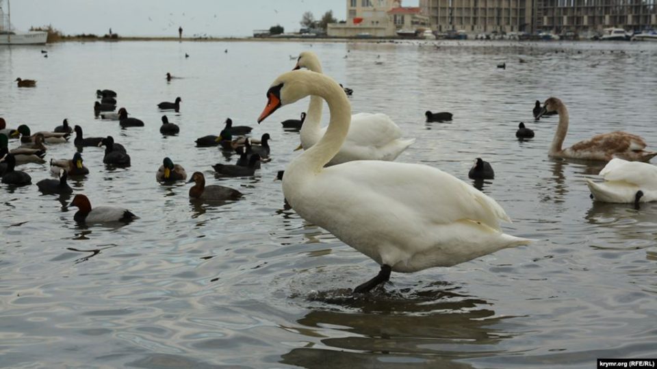 На зимовку в севастопольскую мелководную бухту Омега прилетели несколько пар белых и серых лебедей