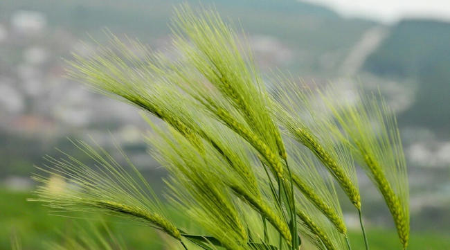 крымская пшеница