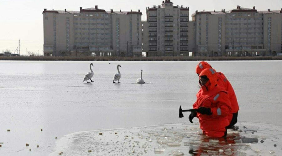 Спасатели освободили вмерзших в лед лебедей на озере под Евпаторией