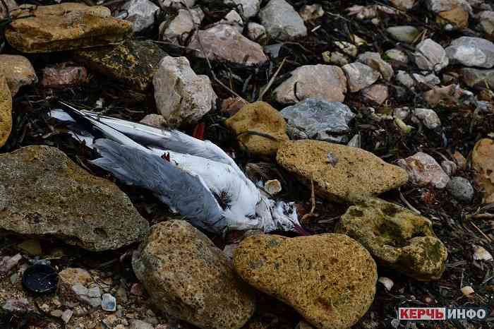 На берегу Керченского пролива заметили десятки мертвых птиц