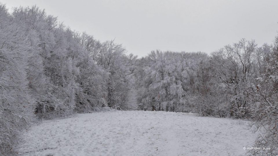 снег в крымском лесу