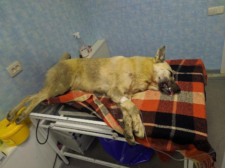 Житель Симферополя во дворе устроил травлю и избиение бездомной собаки