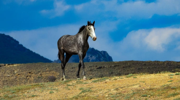 конь на природе горы