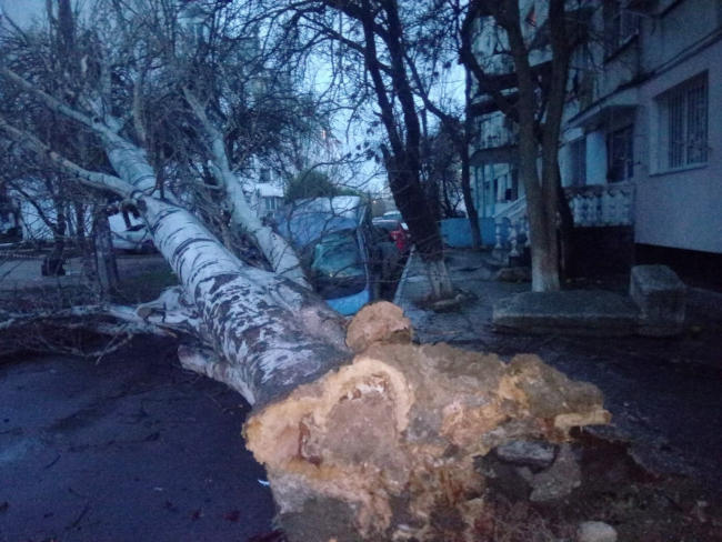 Это дерево упало на автомобиль на ул. Николая Музыки в 2020 году