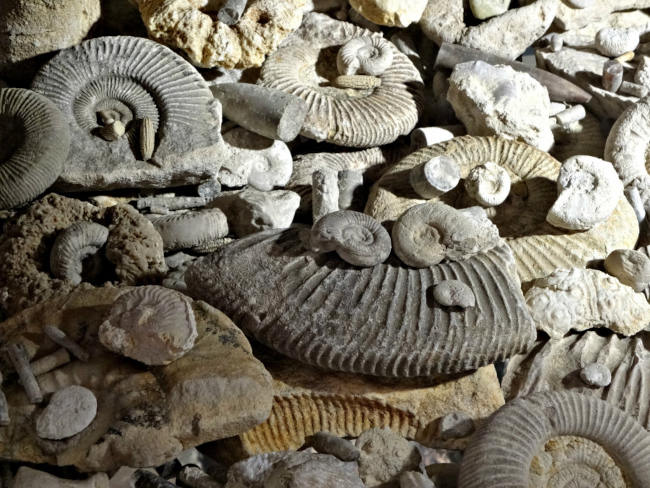 Коллекция палеонтологических находок, собранных на территории Севастополя и Крыма