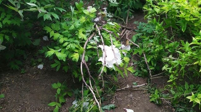 неизвестные повредили несколько кустов 15-летних древовидных пионов в сирингарии