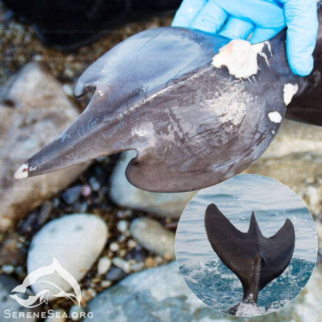 В Крыму нашли дельфина-афалину с аномальным хвостовым плавником