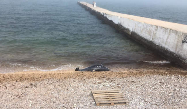 В Севастополе на берег вынесло мёртвого дельфина - утром на пляже парка Победы