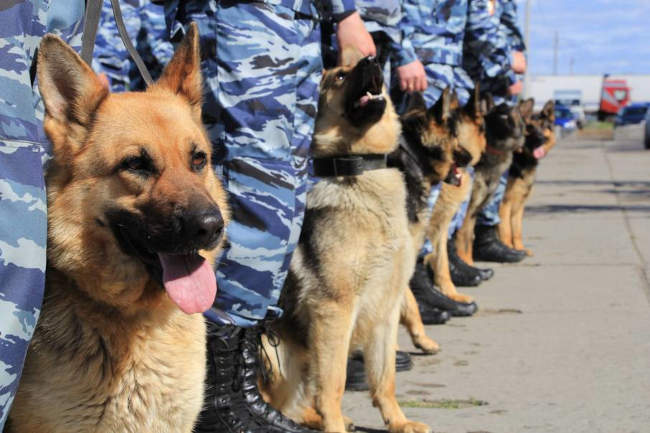 служебные собаки полиции