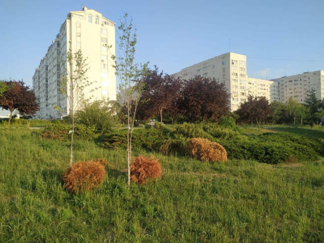 трава в Гагаринском районе Севастополя