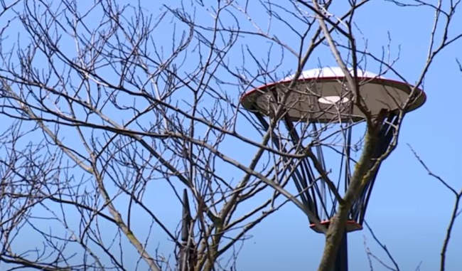 В сквере Севастопольских курсантов продолжают сохнуть деревья