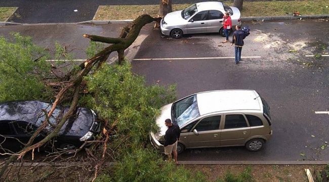 Пять деревьев и светофорный объект были повалены в Симферополе в результате ночной грозы с ураганным ветром