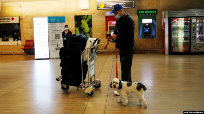 собака в аэропорту