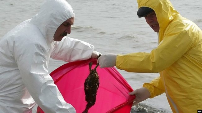 На побережье залива Сиваш в Крыму зафиксирована массовая гибель птиц
