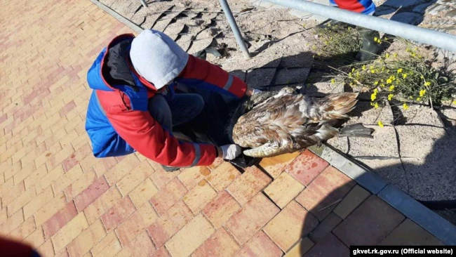 сообщают о фиксации гибели птиц в Саках, где близи местной набережной были обнаружены трупы лебедей и уток