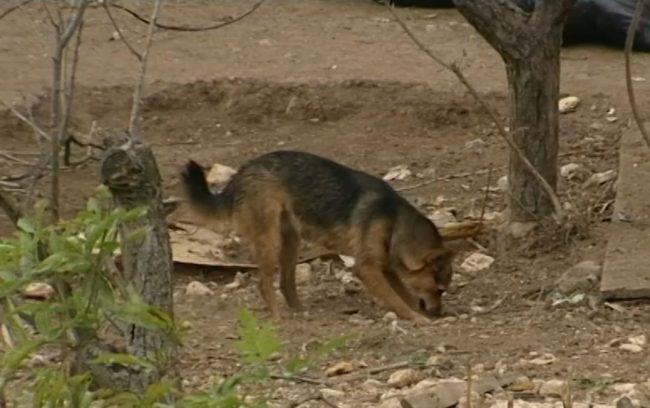 Волонтёрский приют или загон для агрессивных собак? Полиция и Россельхознадзор провели проверку в садовом товариществе «Тополёк» в Севастополе