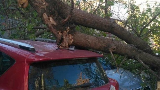 Дерево, находившееся в аварийном состоянии, упало сразу на три машины после полудня. Сотрудники Центра гражданской защиты приехали по вызову на улицу Ерошенко в Севастополе